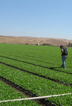 feild with crops