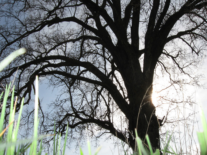 willow tree