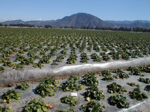 strawberry feilds