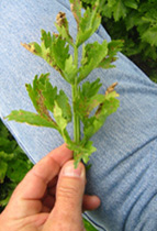 plant sample