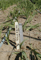 pesticide untreated plot