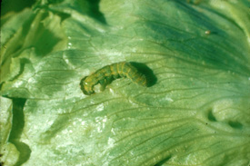 caterpillar