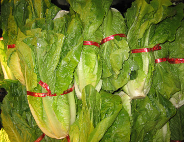 lettuce