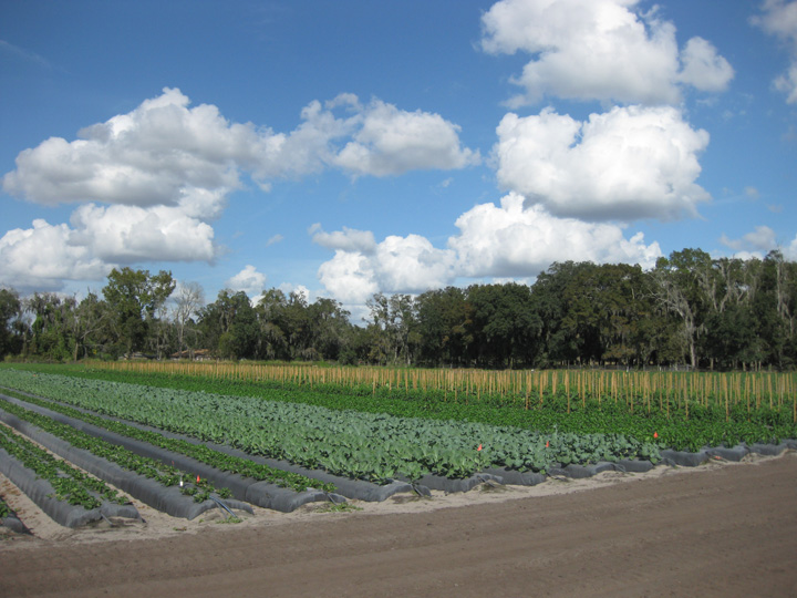 organic farm
