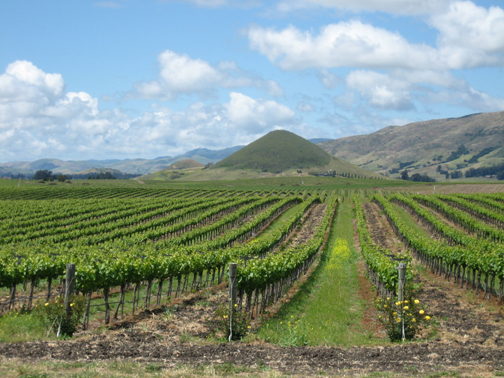 wine vineyard