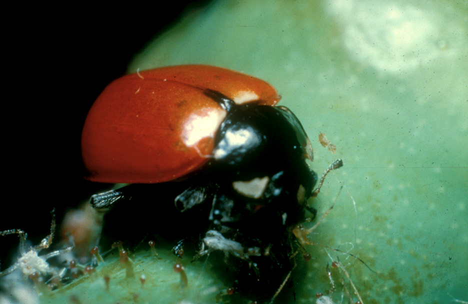 ladybird