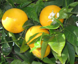 organic oranges